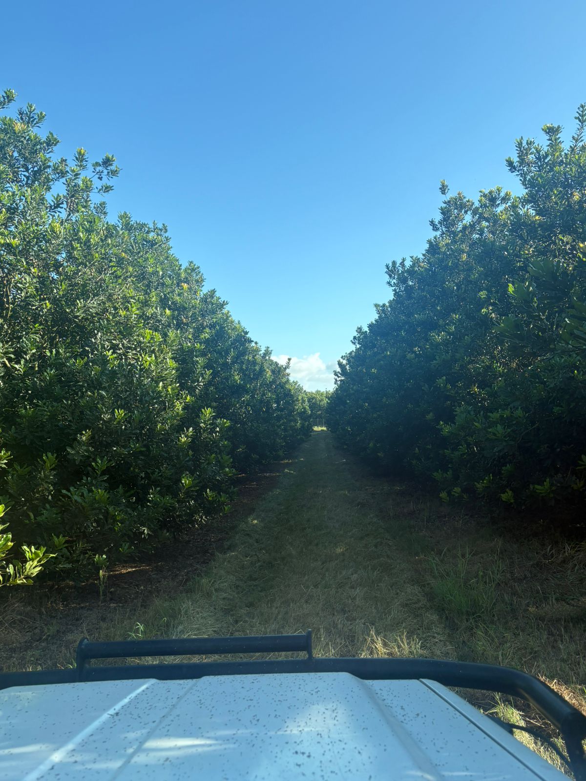 Macadamia Canopy